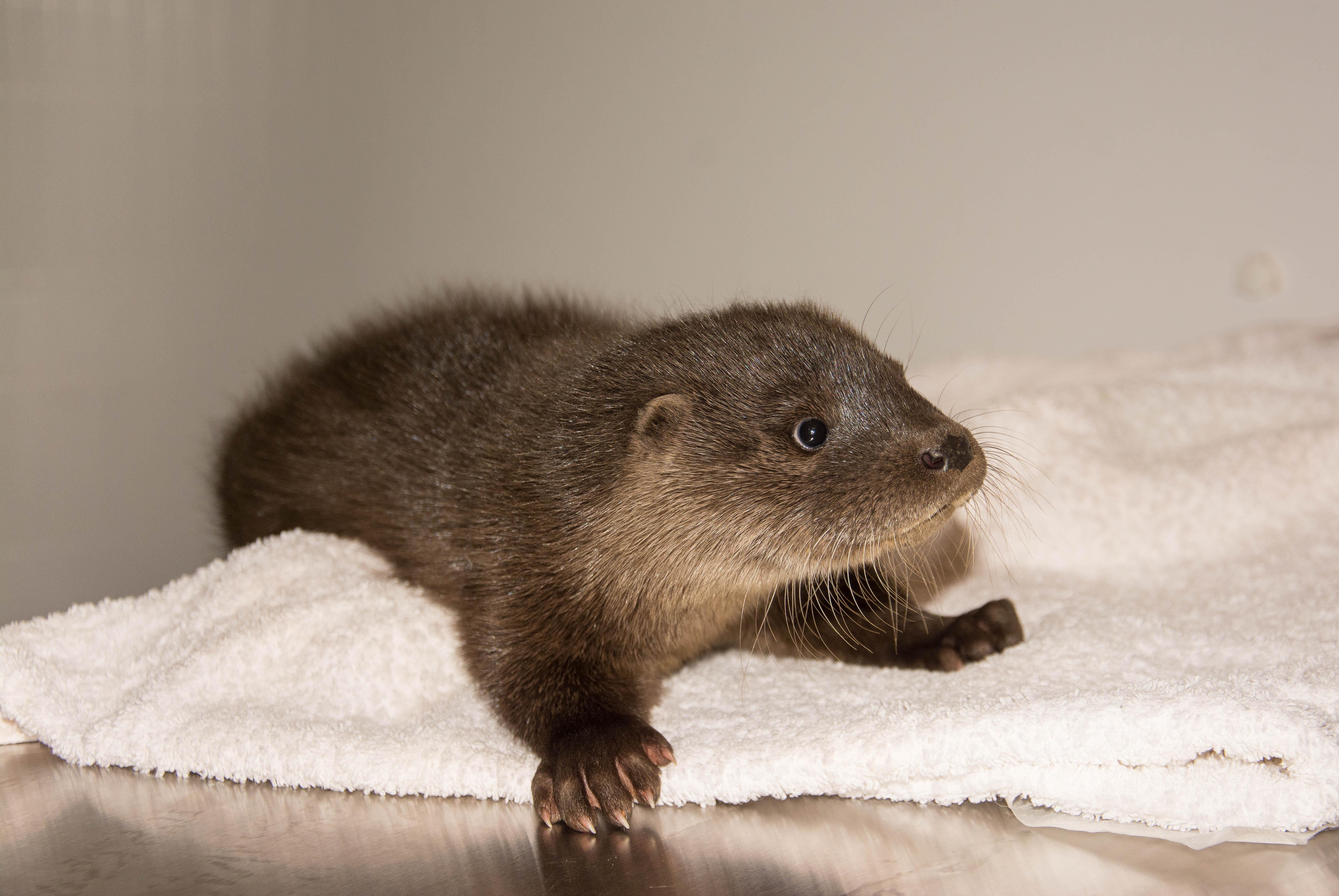 Meet The Lucky Otter Cub Rescued In The Run Up To Christmas